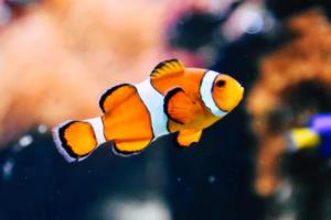 德甲联赛夺冠的球队，探索冠军球队的传奇与竞争德甲联赛夺冠的球队叫什么